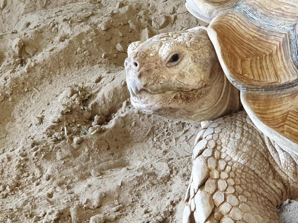 Sporenschildpad hoofd schildpad